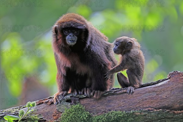 Coppery titi (Plecturocebus cupreus), adult, female, young animal, mother with baby, on tree,