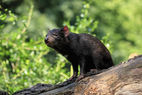 Tasmanian devil (Sarcophilus harrisii), adult, vigilant, on tree trunk, captive, Tasmania,