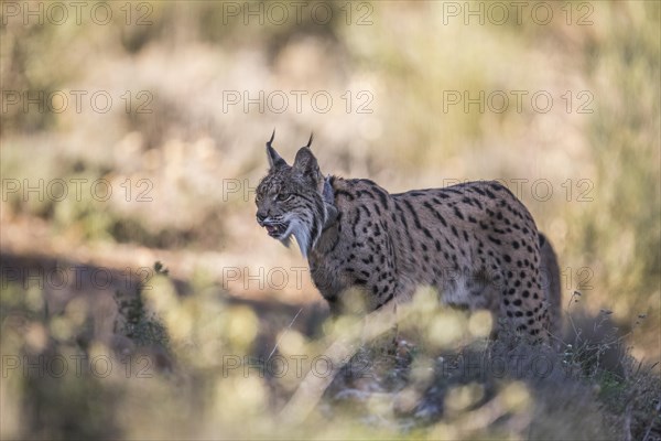 Pardell Lynx female, Iberian Lynx (Lynx pardinus), Extremadura, Castilla La Mancha, Spain, Europe