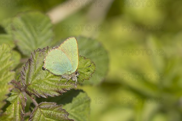 Green hairstreak butterfly (Callophrys rubi) adult on a Bramble leaf, England, United Kingdom,
