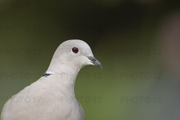 Eurasian collard dove (Streptopelia decaocto) adult bird head portrait, England, United Kingdom,