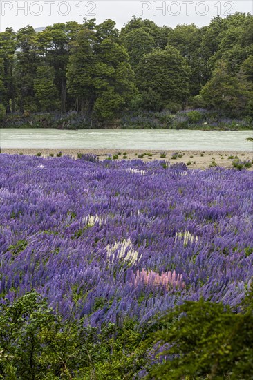 Lupin blossoms (Lupinus polyphyllus), Rio Murta, Carretera Austral, Rio Ibanez, Aysen, Chile, South