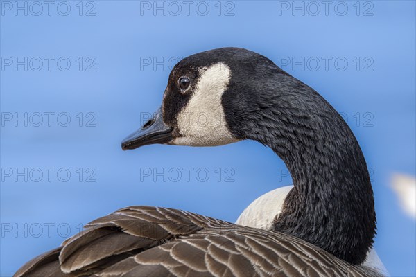 Canada goose (Branta canadensis) on the banks of the Main, Offenbach am Main, Hesse, Germany,