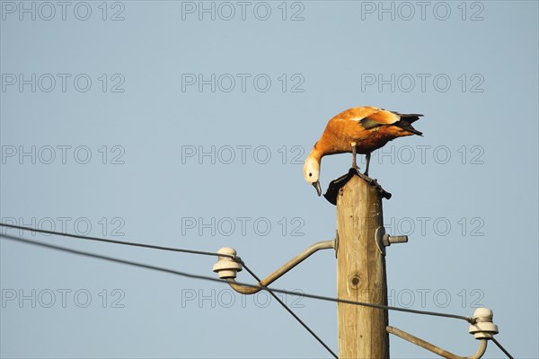 Ruddy shelduck (Tadorna ferruginea) female animal resting on a power pole, Allgaeu, Bavaria,