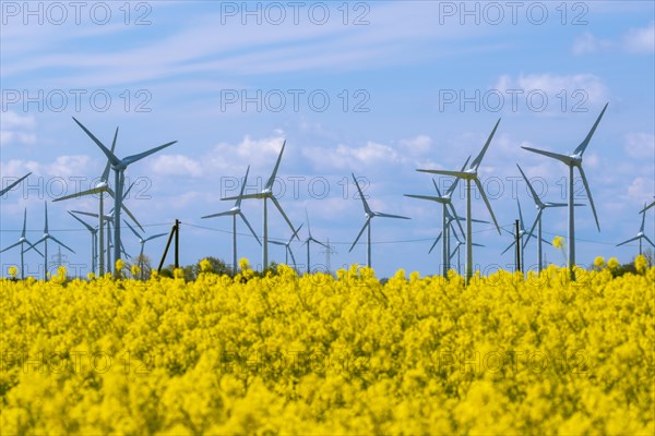 Wind turbines in the Luetetsburg wind farm behind a rape field on the North Sea coast, Hagermarsch,