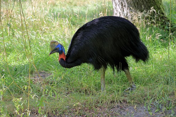 Northern cassowary (Casuarius unappendiculatus), adult, foraging, captive, Papua New Guinea,