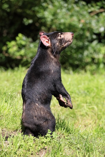 Tasmanian devil (Sarcophilus harrisii), adult, alert, upright, captive, Tasmania, Australia,