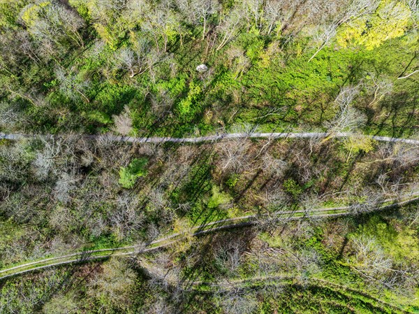 Top Down over Forest from a drone, Long Wood, River Dart, Dartmouth, Kingswear, Devon, England,