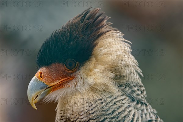 Southern crested caracara (Caracara plancus)