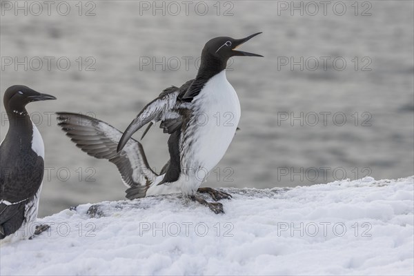 Common guillemot (Uria aalgae), ringed guillemot with open beak, in the snow, Hornoya, Hornoya,