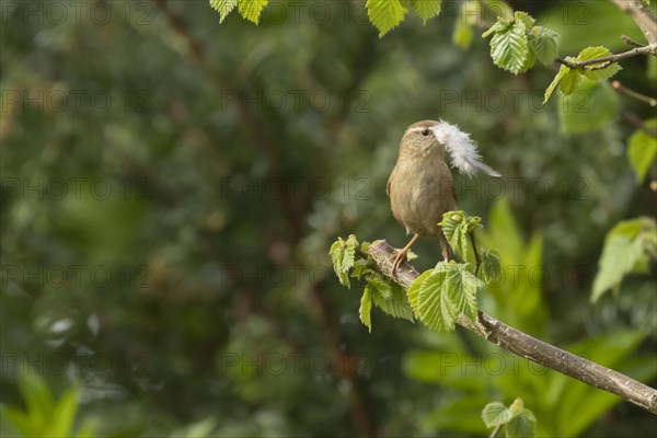 European wren (Troglodytes troglodytes) adult bird with a feather for nesting material in its beak