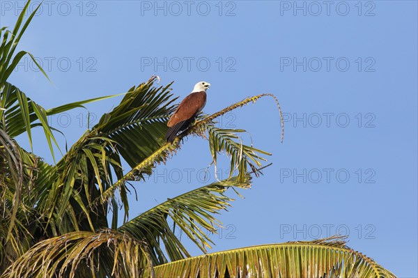 Brahminy kite (Haliastur indus) or Brahminy kite on a Palm tree, Backwaters, Kumarakom, Kerala,