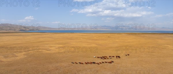 Herd of horses, Aerial view, Vast empty landscape at the mountain lake Song Kul in autumn, Moldo