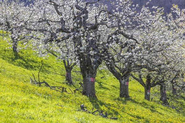 Cherry blossom in Hepsisau on the Albtrauf of the Swabian Alb, Weilheim an der Teck,