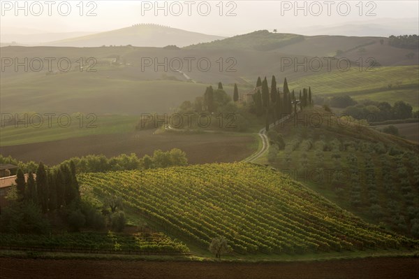 Warm light over a vineyard in Tuscany with a house surrounded by cypress trees, Italy, Tuscany,