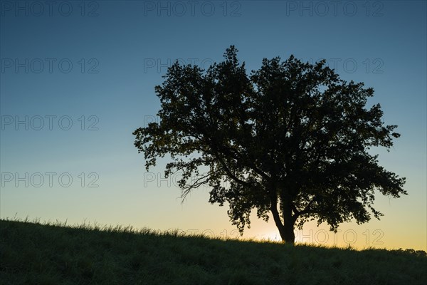 Old English oak (Quercus robur), Swabian Alb, Baden-Wuerttemberg, Germany, Europe