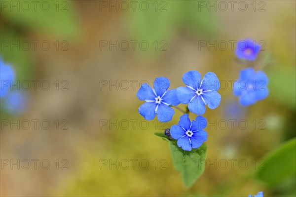 Garden Forget-me-not (Myosotis), blue flowers, ornamental plant, ornamental flower, flower, botany,