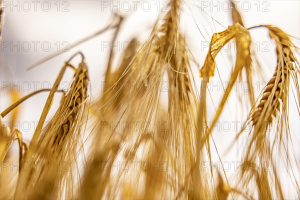 Blurred photograph of waving barley ears in the field, Cologne, North Rhine-Westphalia, Germany,