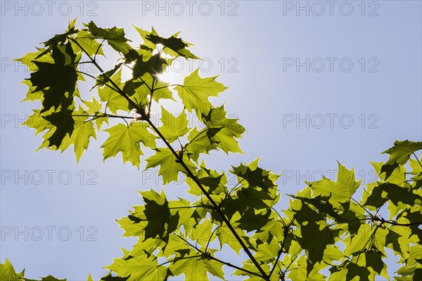 Backlit and silhouetted Acer, Maple tree leaves against a blue sky background in spring, Montreal,