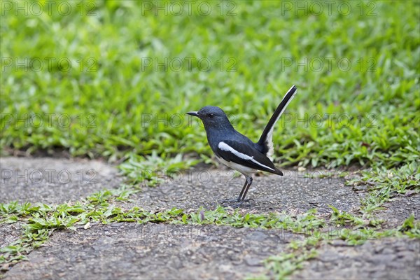 Oriental Magpie-Robin (Copsychus saularis) or Oriental Magpie-Robin, Backwaters, Kumarakom, Kerala,