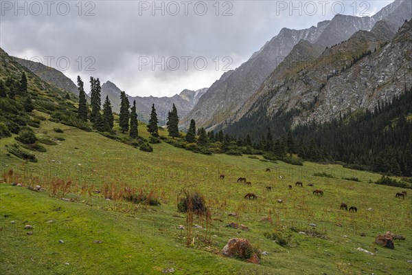Horses grazing, Green Mountain Valley, Chong Kyzyl Suu Valley, Terskey Ala Too, Tien-Shan