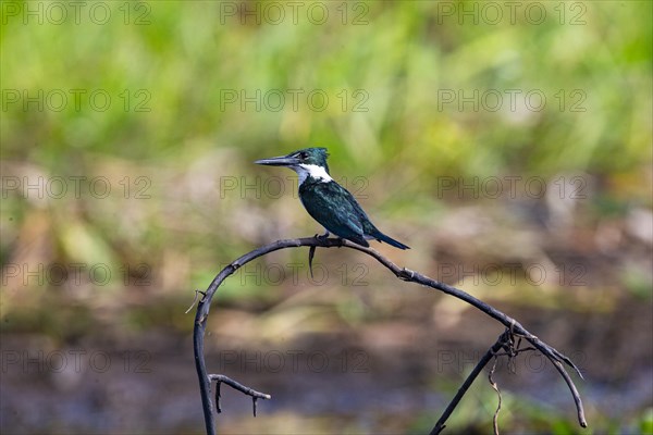 Green Kingfisher (Chloroceryle americana) Pantanal Brazil