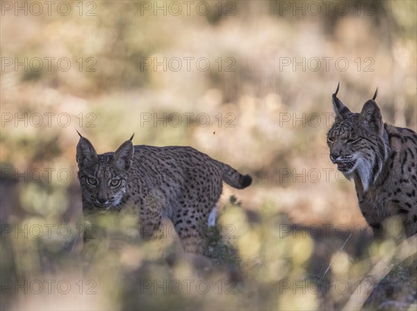 Iberian lynx female with young animal, Iberian lynx (Lynx pardinus), Extremadura, Castilla La