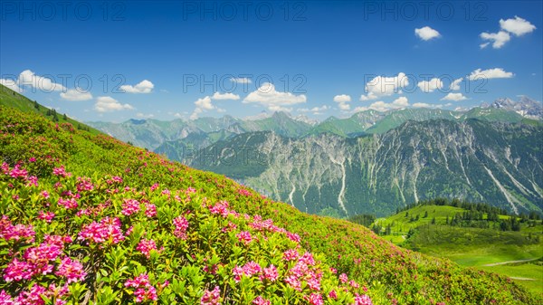 Alpine rose blossom, panorama of the Fellhorn, behind it the Allgaeu Alps, Allgaeu, Bavaria,