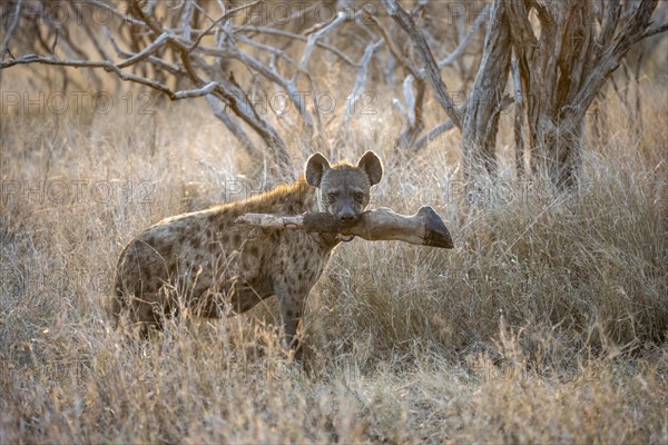 Spotted hyenas (Crocuta crocuta) with the leg of a Giraffe in its mouth, adult female animal in
