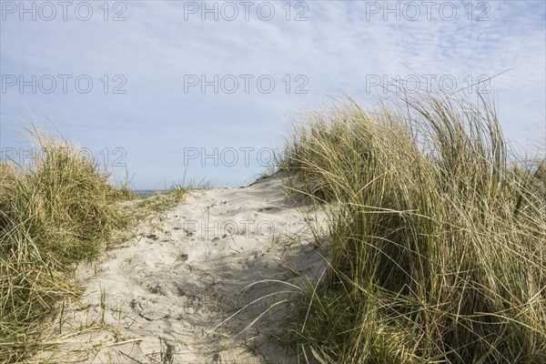 European marram grass (Ammophila arenaria) on dune and beach, Wadden Sea, Schillig, Wangerland,