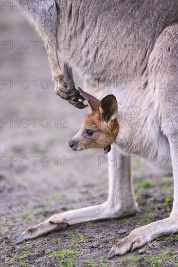 Eastern grey kangaroo (Macropus giganteus) carring a smalll baby in his pouches, captive, to be