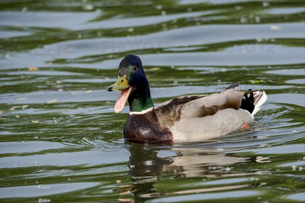 Male Mallard (Anas platyrhynchos) with open beak on the River Main, Offenbach am Main, Hesse,