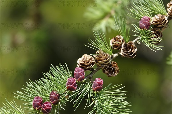 American Larch, spring, Germany, Europe