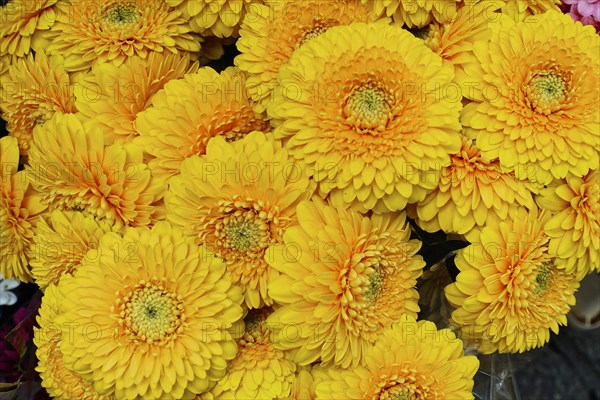 Macro shot of bright yellow Gerber daisy flowers, (Gerber daisy) flower sale, central station,