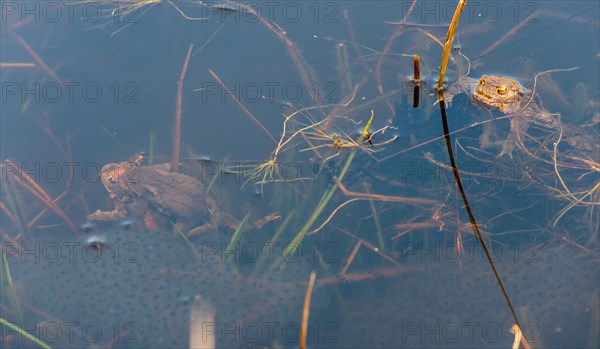 Two pairs of Common toads (Bufo bufo), male, female animals mating in clasping grip (Amplexus