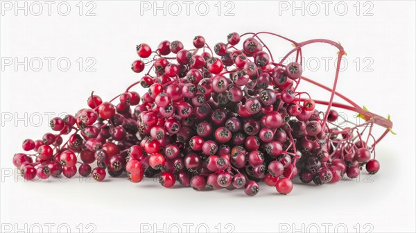 A cluster of ripe red elderberries with stems attached, suggesting freshness and abundance, AI