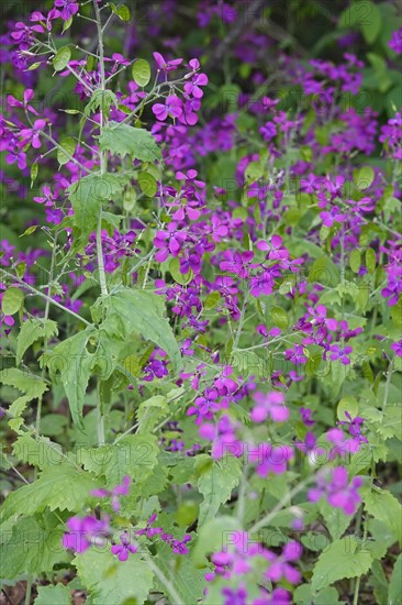 Creeping Jenny (Thlaspi arvense), spring, Germany, Europe