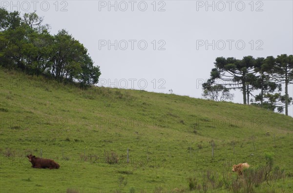 Landscape of the gaucho mountain range, Cambara do sul, Rio Grande do sul, Brazil, South America