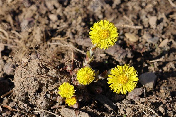 Coltsfoot (Tussilago farfara), close-up of a group of flowers by the wayside, Wilnsdorf, North