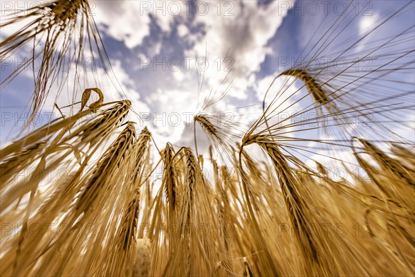 Sun shining through a grain field with Barley under a blue sky with white clouds, Cologne, North