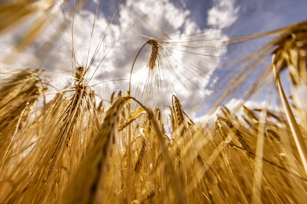 Sun shining through a grain field with Barley under a blue sky with white clouds, Cologne, North
