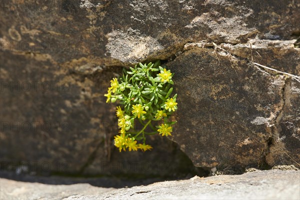 Yellow mountain saxifrage (Saxifraga aizoides) blooming in the mountains at Hochalpenstrasse,
