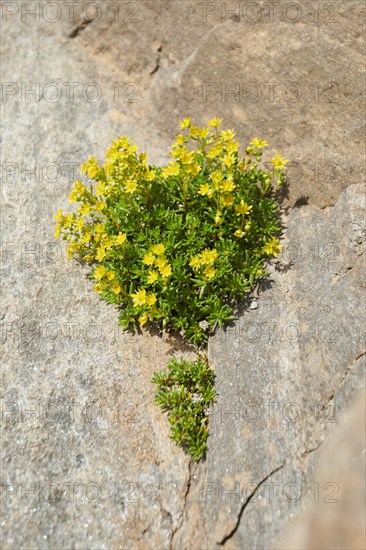 Yellow mountain saxifrage (Saxifraga aizoides) blooming in the mountains at Hochalpenstrasse,