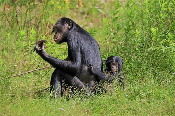 Bonobo, bonobo (Pan Paniscus), female, adult, young animal, feeding, Great ape, Primate,