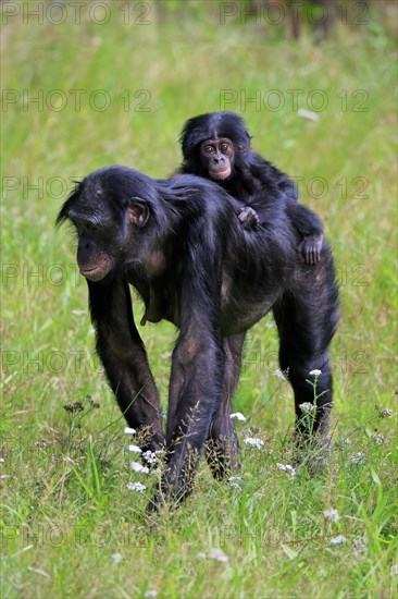 Bonobo, bonobo (Pan Paniscus), female, adult, young animal, foraging, Great ape, Primate,