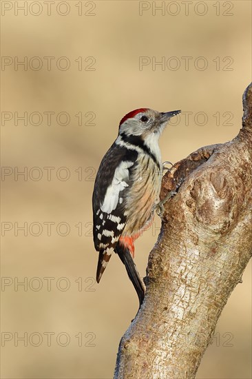 Middle spotted woodpecker (Dendrocopos medius) sitting at a water pot in a tree trunk, Animals,