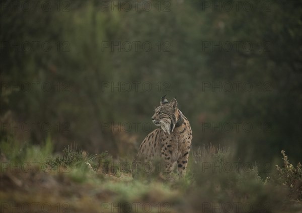 Pardell Lynx female, Iberian Lynx (Lynx pardinus), Extremadura, Castilla La Mancha, Spain, Europe