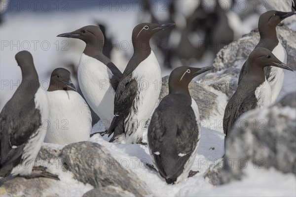 Common guillemot (Uria aalgae), group with ringed guillemot, in the snow, Hornoya, Hornoya,
