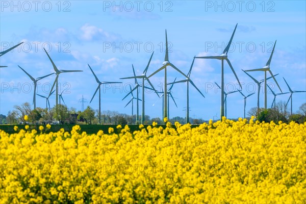 Wind turbines in the Luetetsburg wind farm behind a rape field on the North Sea coast, Hagermarsch,