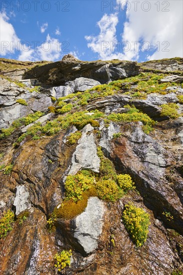 Yellow mountain saxifrage (Saxifraga aizoides) blooming in the mountains at Hochalpenstrasse,